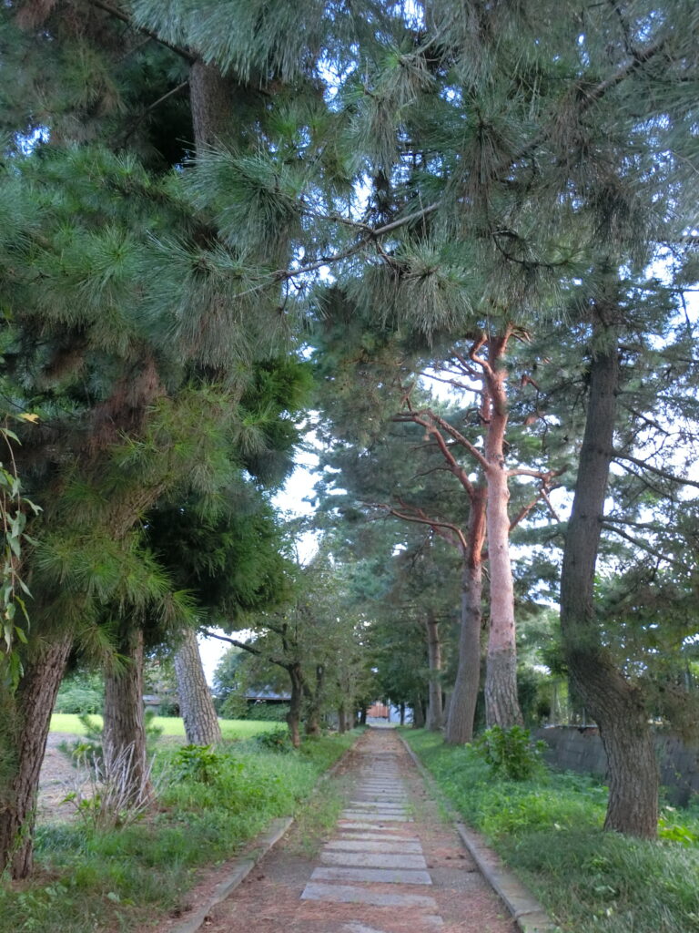 南側の「龍淵寺の参道」（こちらも松並木が美しい！）