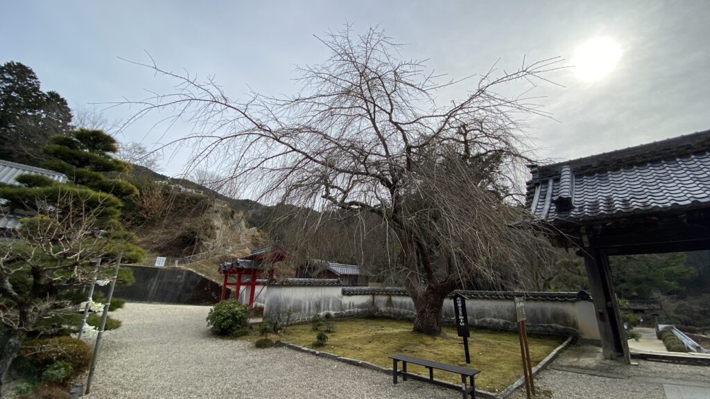 高月院の境内の「元信(徳川家康)お手植」の枝垂れ桜